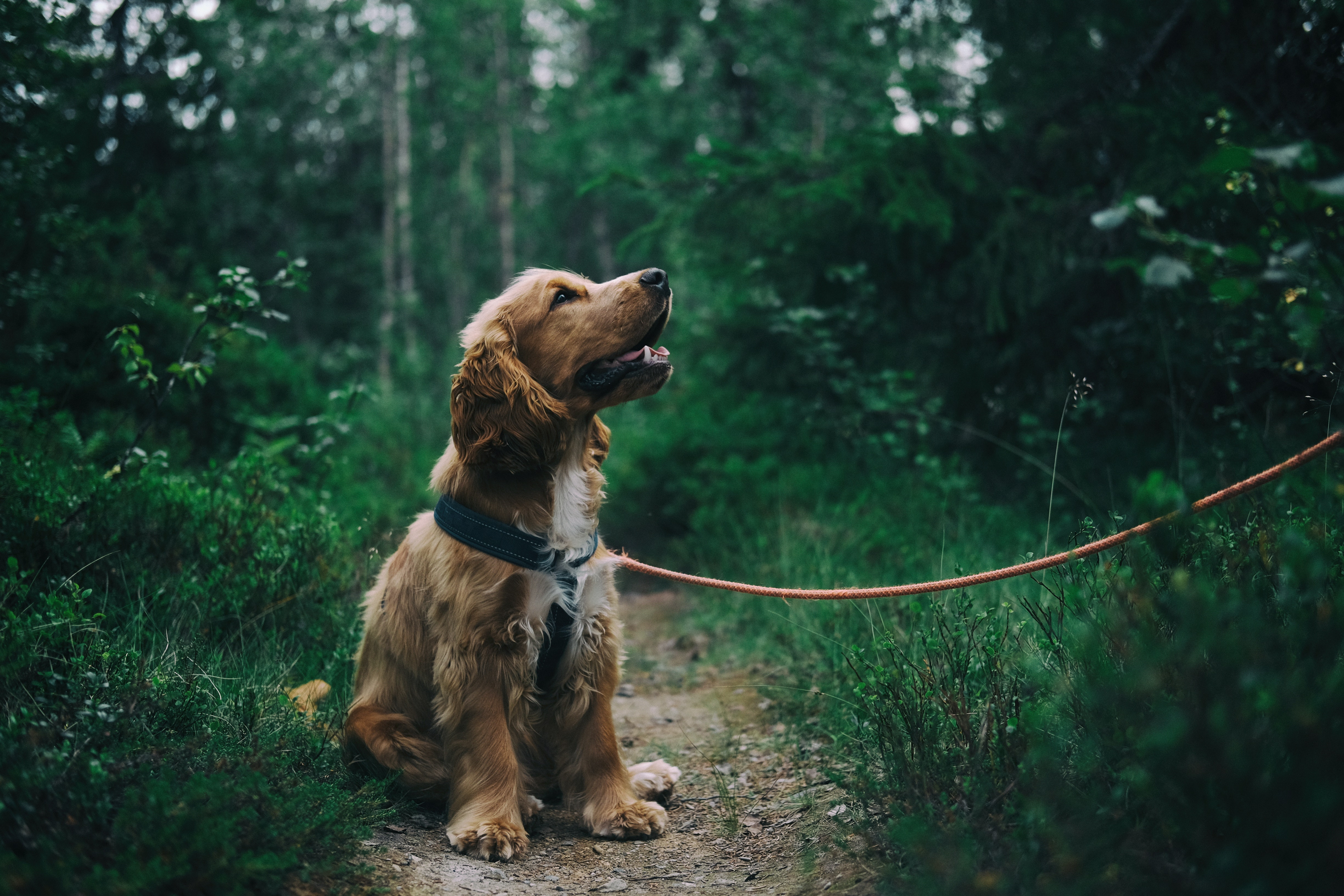 A dog transmits a rare disease to its owner in the UK