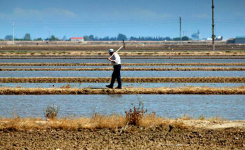 Arrozales del delta del Ebro