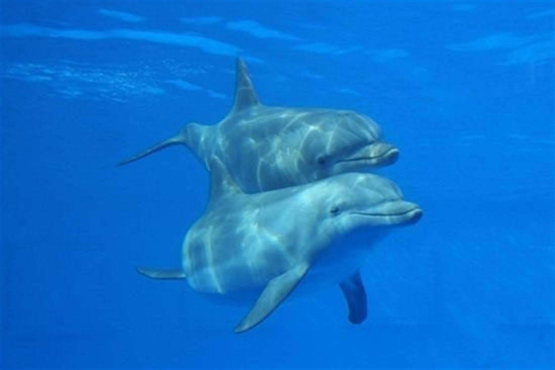 Delfines