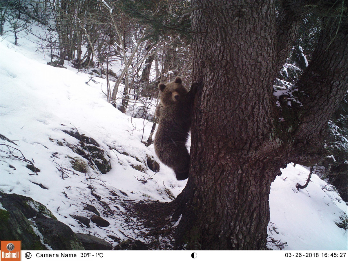 Oso pardo pirineos