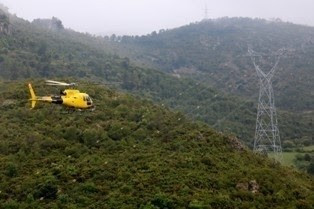 Endesa tendido eléctrico bosques