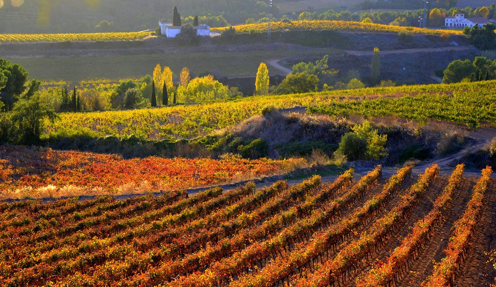 Viñas de Santa Maria de Foix, Penedés Angela Llop