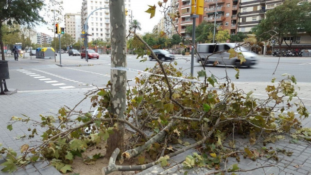 Rama caída por el viento en Barcelona (archivo)