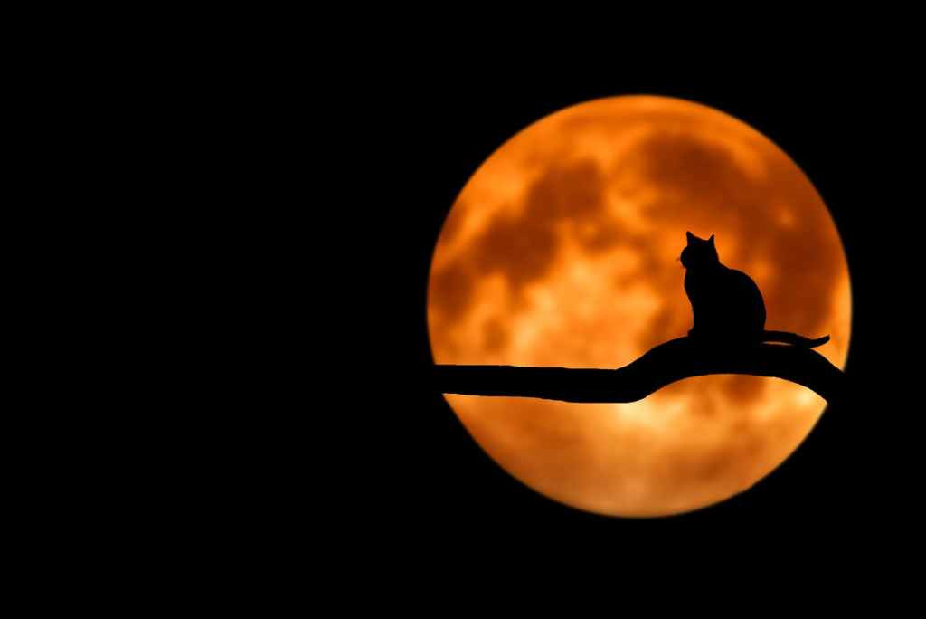 Un gato sobre una rama con la luna llena de fondo