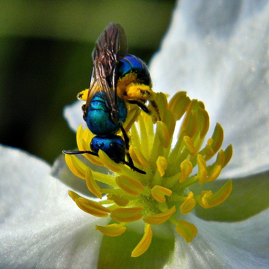 Blue Bee (4867201318)