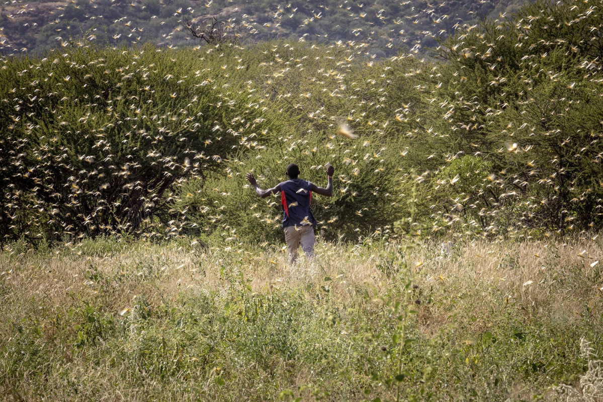 África.- El coronavirus, un reto más en la lucha contra la plaga de langostas de