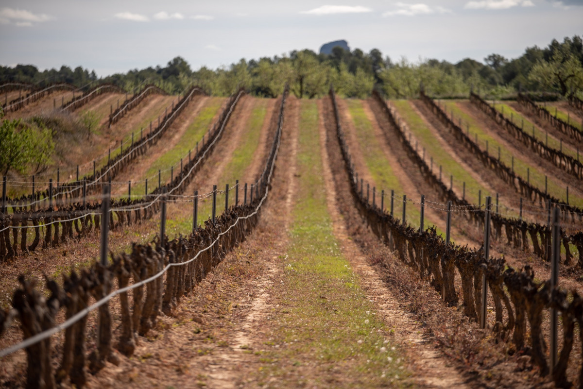 Viñedo en Catalunya.