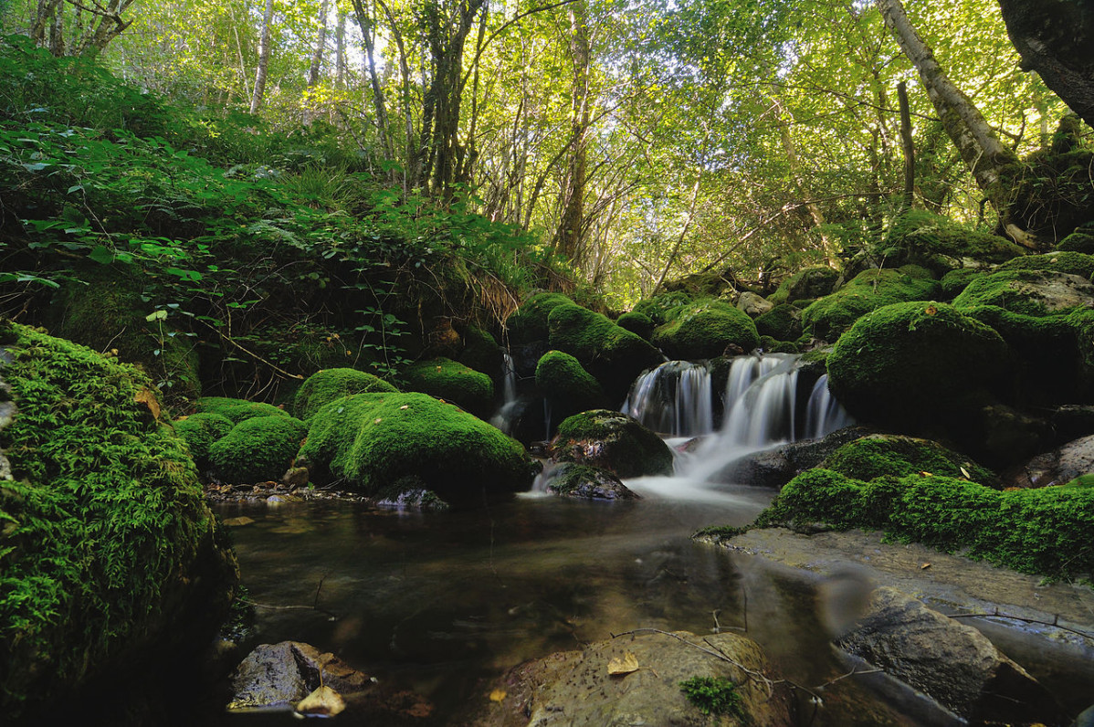 Bosque de Muniellos