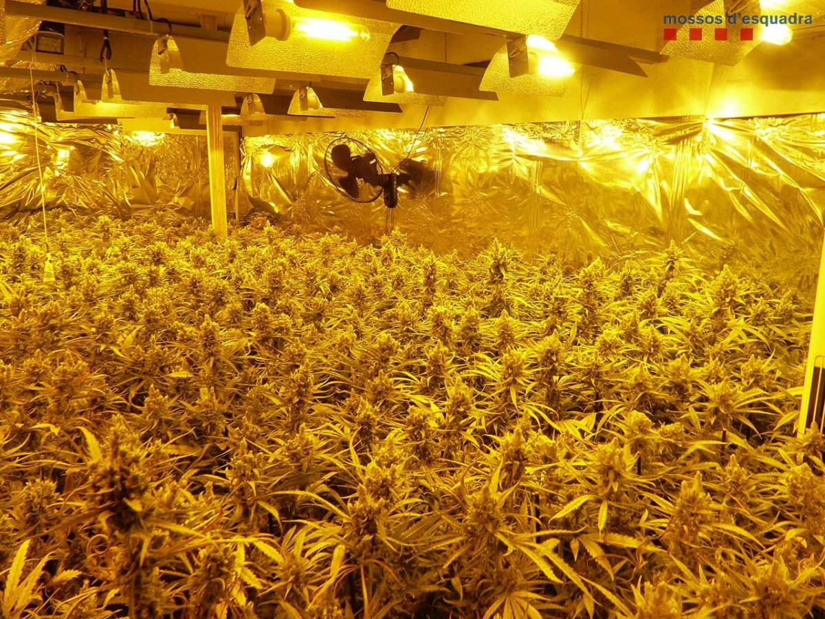 Plantació de marihuana al Prat de Llobregat (Barcelona) per la qual els Mossos d'Esquadra han detingut vuit homes, que han ingressat a la presó provisional per un presumpte delicte contra la salut p