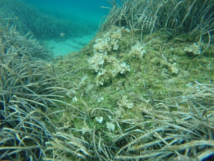 El Parque Natural del Cap de Creus ha regulado la pesca y el fondeo en un área de unos 500 m2 de la Cala Galladera, donde se ha detectado la presencia del alga Caulerpa cylindracea, con el apoyo del Cuerpo de Agentes Rurales.