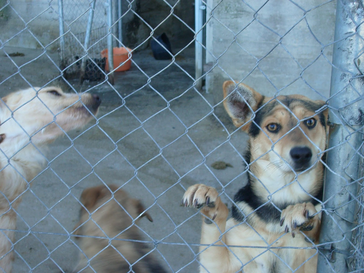 Las protectoras en España recogen un animal cada cinco minutos