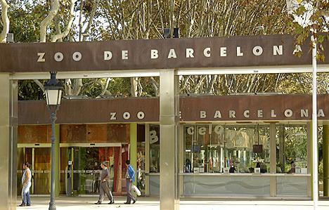 Estable dentro de la gravedad el hombre que se lanzó a los leones en el Zoo de Barcelona