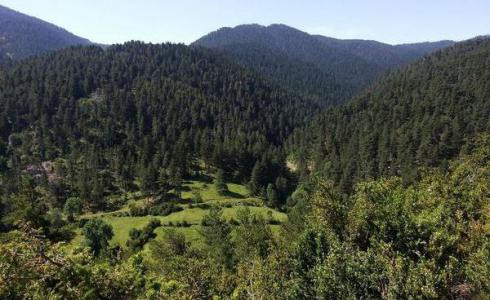 Una quincena de bosques centenarios catalanes, afectados por talas en los últimos años