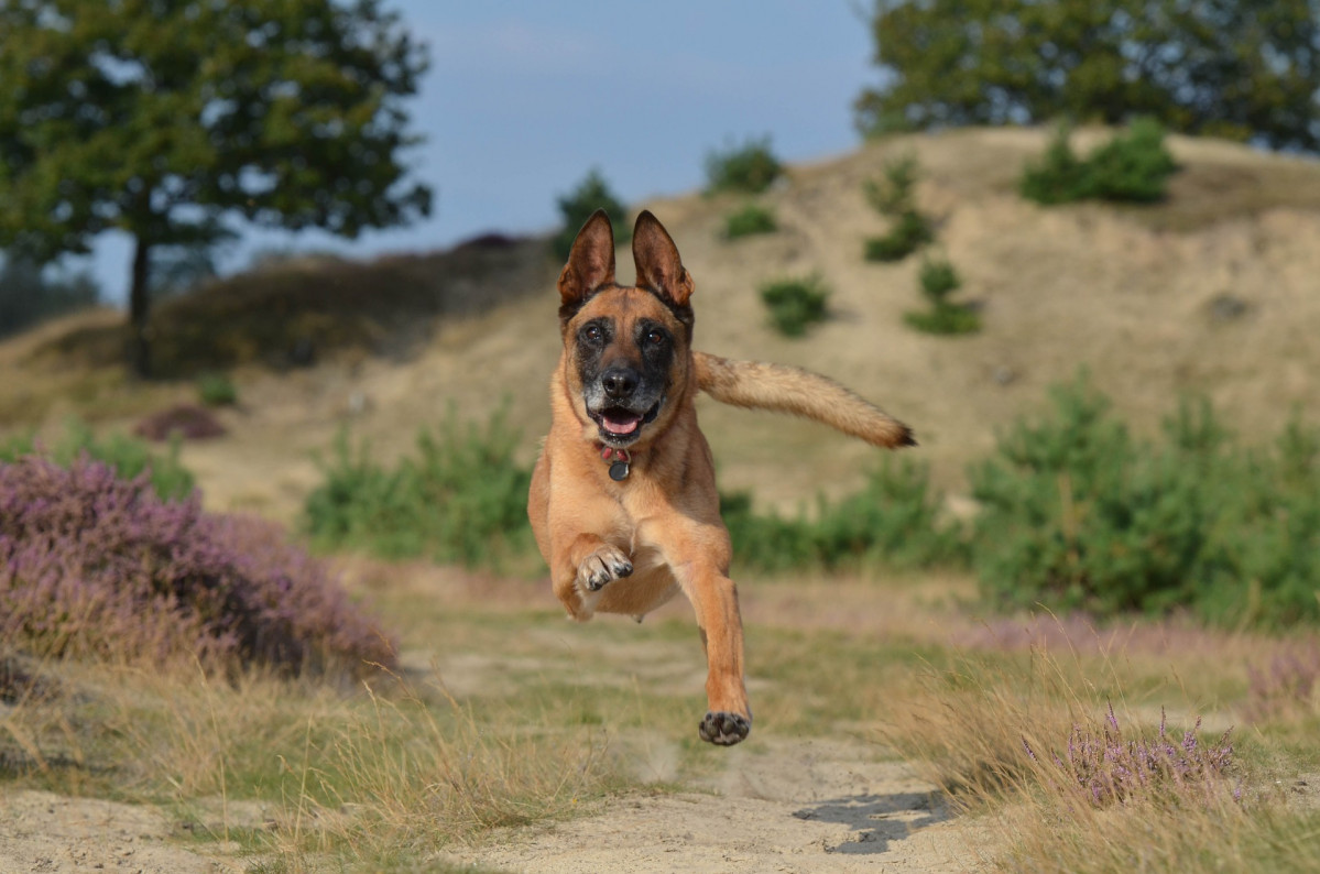 Malinois 672839 1920