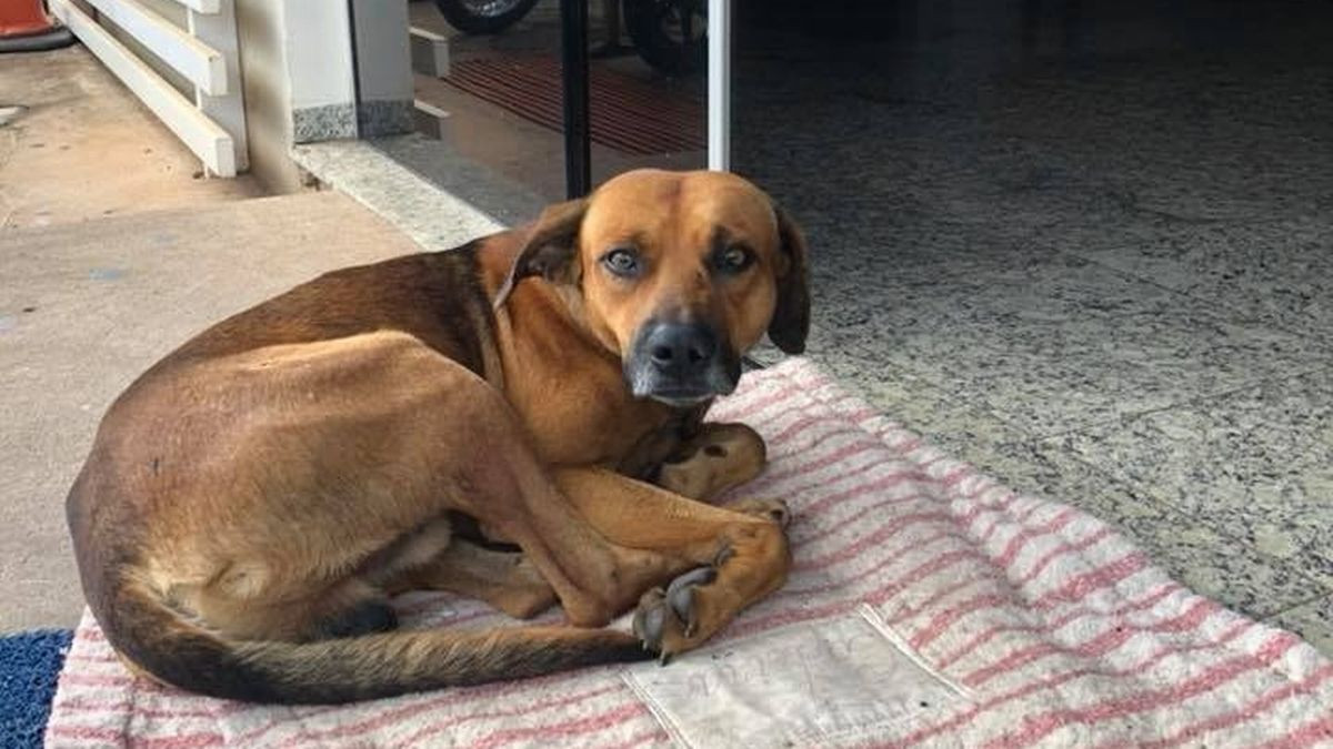 0 Dog waits outside hospital every day for four months after owner taken away in ambulance