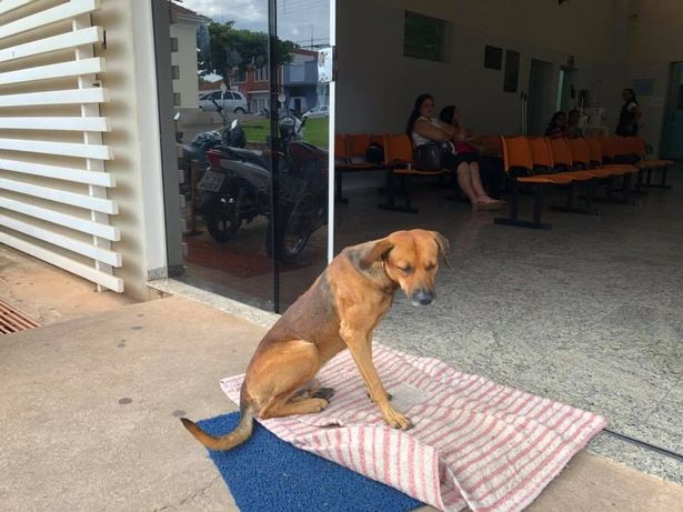 1 Dog waits outside hospital every day for four months after owner taken away in ambulance