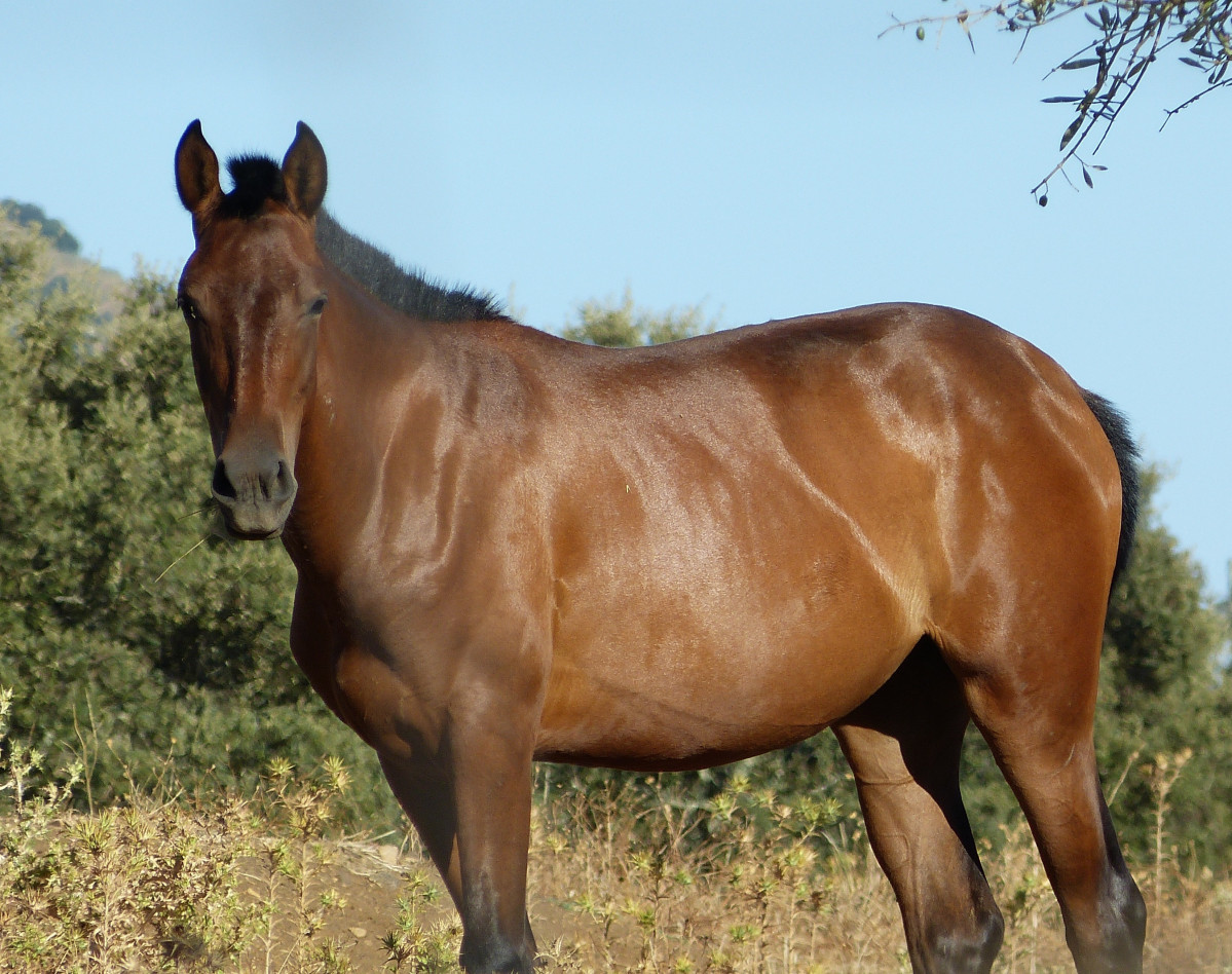 Caballo, equino, hípica