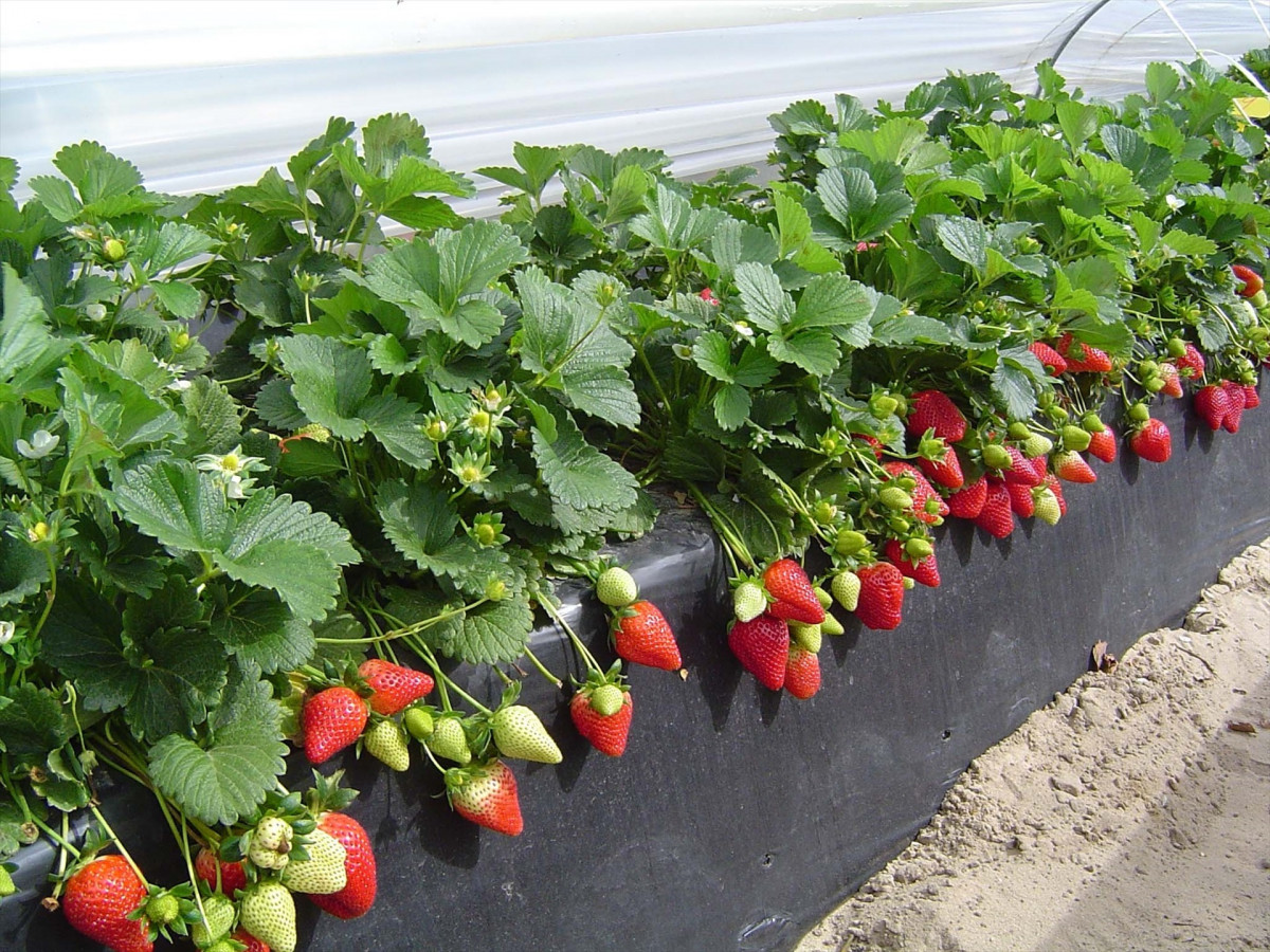 EuropaPress 5069740 plantacion fresas