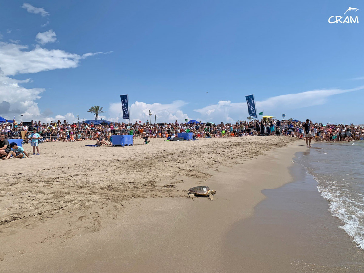 La Fundación Cram libera cuatro tortugas marinas en la playa del Prat de Llobregat (Barcelona)