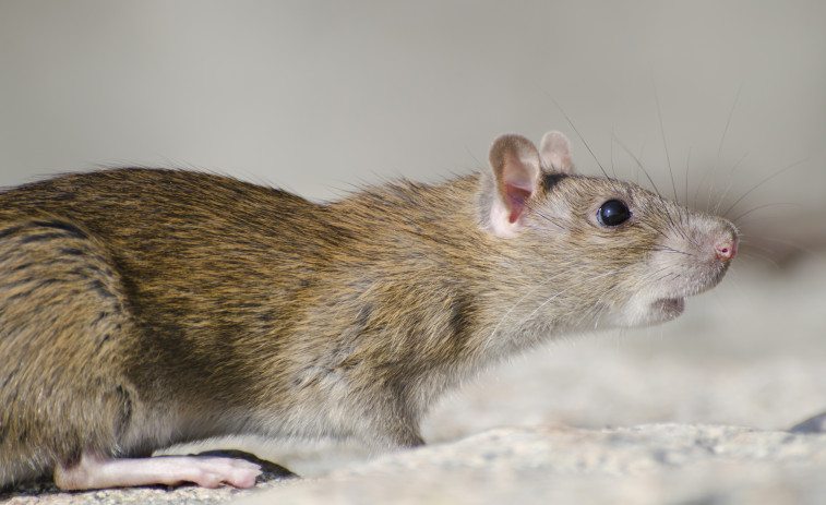 VÍDEO: Una plaga de ratas invade Diagonal Mar y el Front Marítim del Poblenou