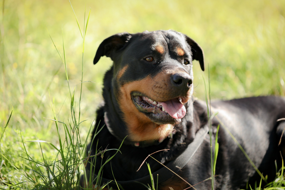 Primer plano perro rottweiler