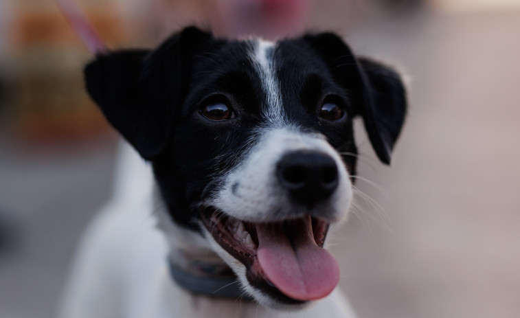 ¿Cómo empezaron a convivir los perros junto a los seres humanos?