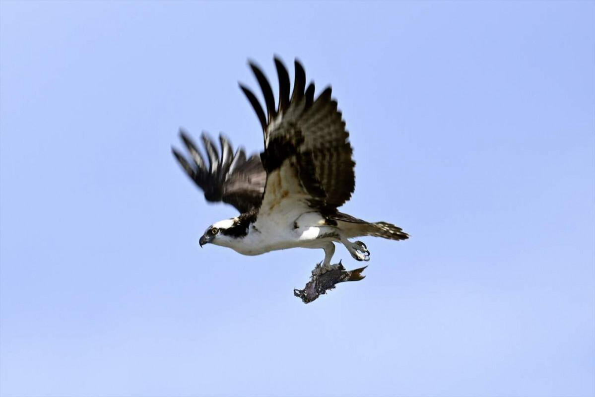 Europapress 4244075 09 february 2022 us pacific grove an osprey also called sea hawk flies with 1600 1067