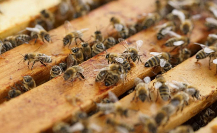 Un niño sobrevive de forma milagrosa a más de mil picaduras de abeja