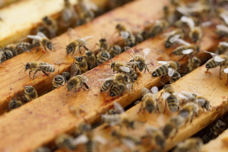 Un niño sobrevive de forma milagrosa a más de mil picaduras de abeja