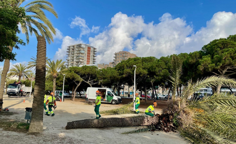 Mataró cambia 17 palmeras del passeig Marítim para evitar que caigan