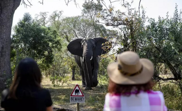 Muere un turista español aplastado por un elefante en Sudáfrica