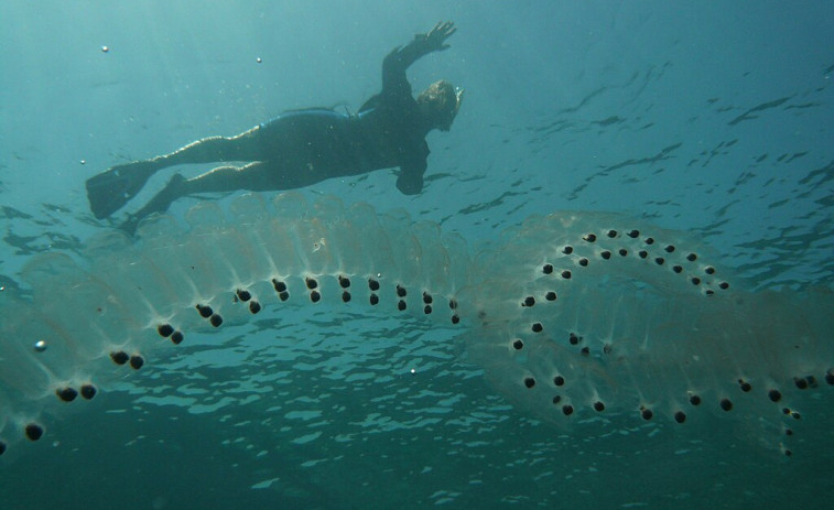 Salpas: los extraños animales marinos que contribuyen a frenar el cambio climático