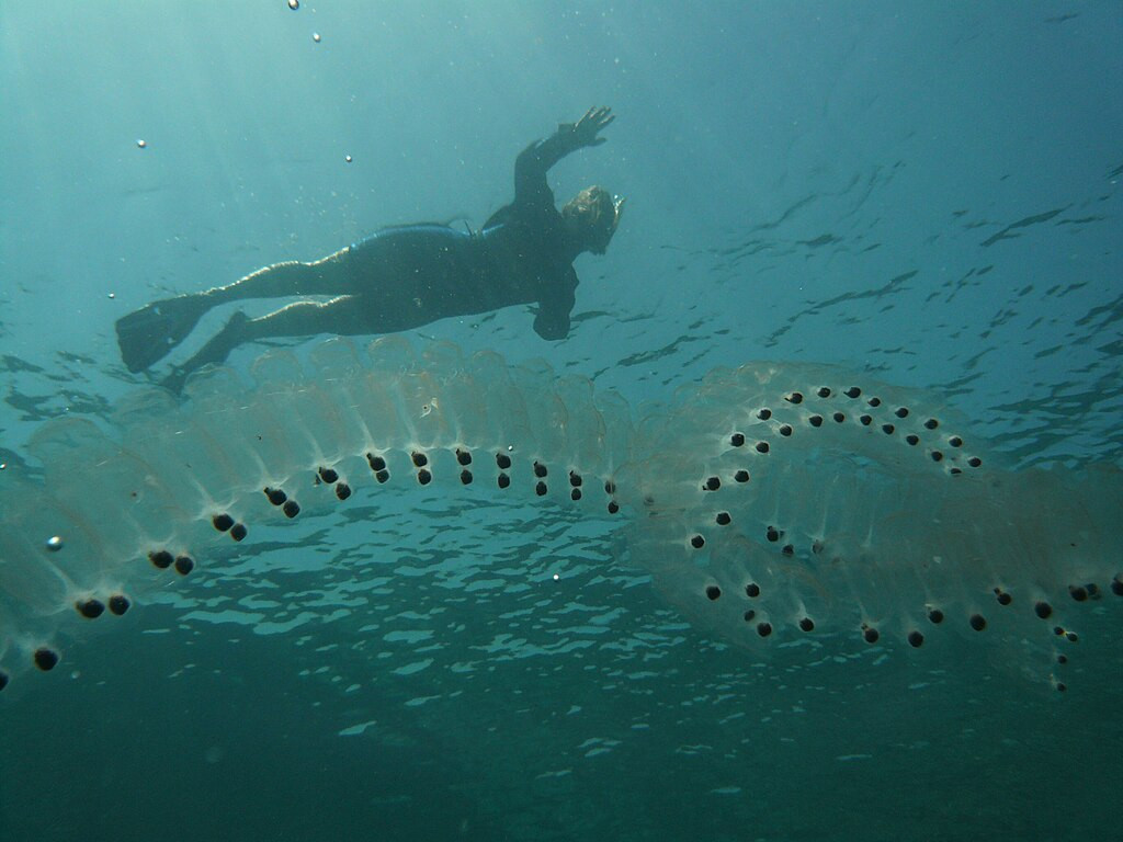 1024px Salp