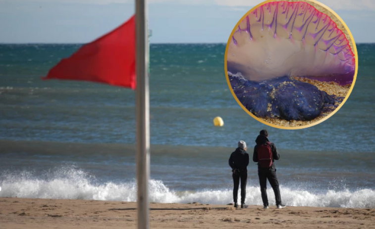 Bandera roja en dos playas del Tarragonès por las medusas carabela