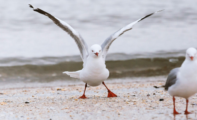 Un grupo de gaviotas 