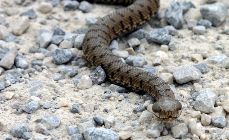 Un hombre en “estado grave” tras una mordedura de serpiente mientras dormía la siesta en los Pirineos