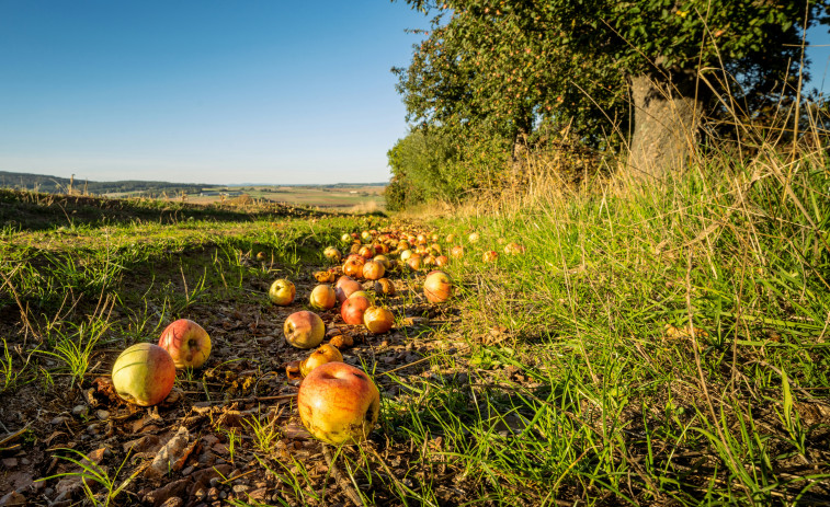 La granizada deja daños del 100% en los campos de Lleida en plena campaña de fruta