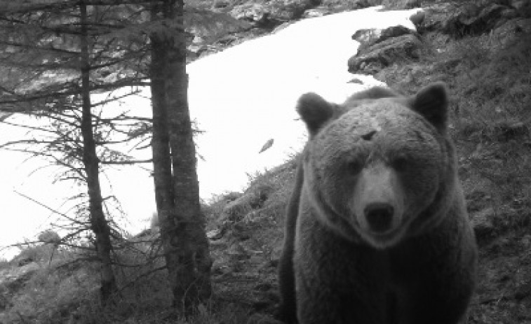 Unió de Pagesos pide medidas urgentes para parar los ataques de osos a rebaños en el Pirineo