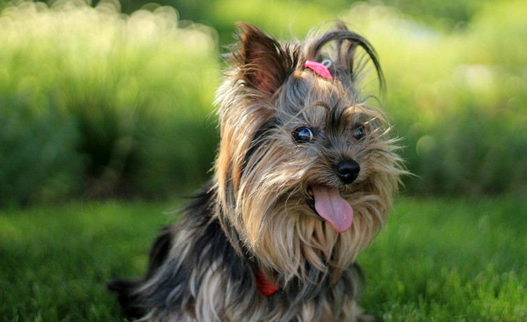 Un yorkshire terrier de 5 kilos sobrevive a un ataque de tiburón