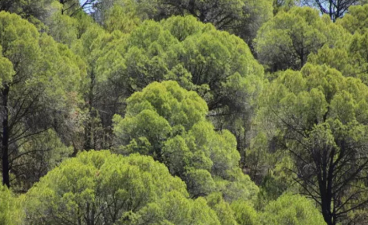 La importancia de los bosques maduros en la lucha contra el cambio climático