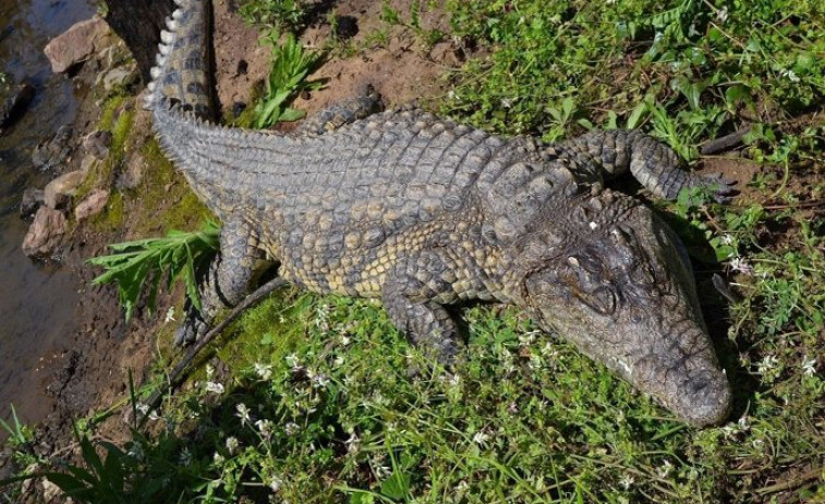 Un cocodrilo ataca y hiere de gravedad a su cuidador en un zoo de Jerusalén