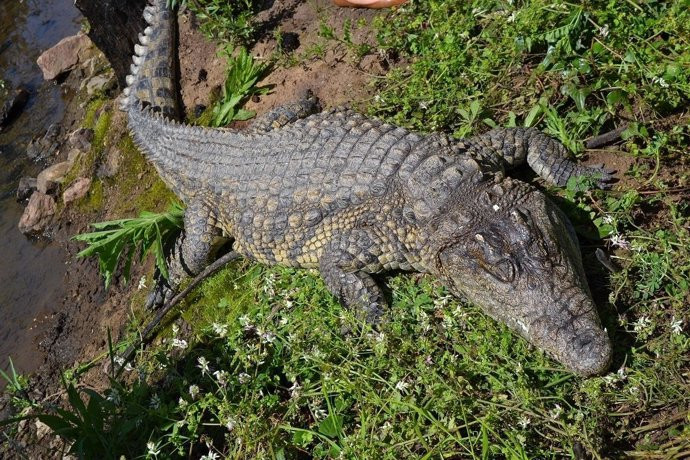 Catalunyapress cocodrilisr