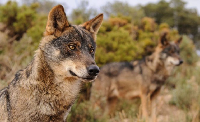 Unió de Pagesos pedirá medidas ante el ataque de lobos contra explotaciones ganaderas