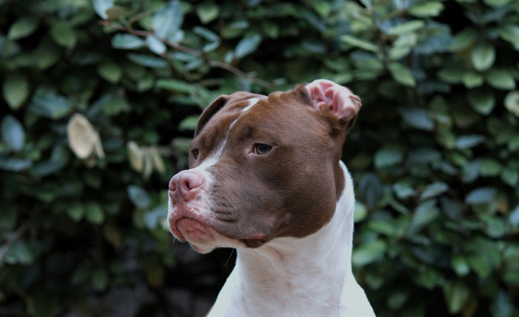 Dos perros matan a un bebé de tres meses mientras sus padres fumaban marihuana en el piso de abajo