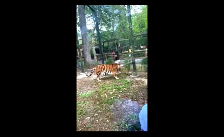 VÍDEO | Una mujer salta la valla de un zoo y se mofa de un trigre