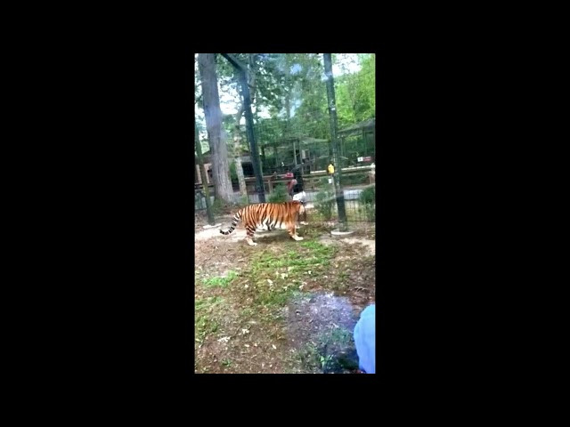 Woman enters tiger enclosure at N.J. zoo