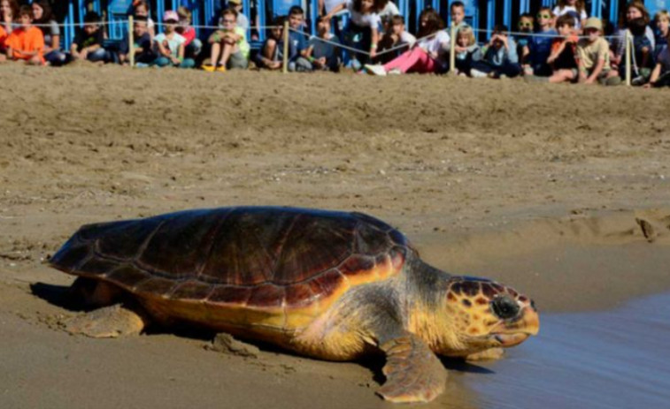 Expectación en Tarragona por el nacimiento de las tortugas bobas de la playa de La Savinosa