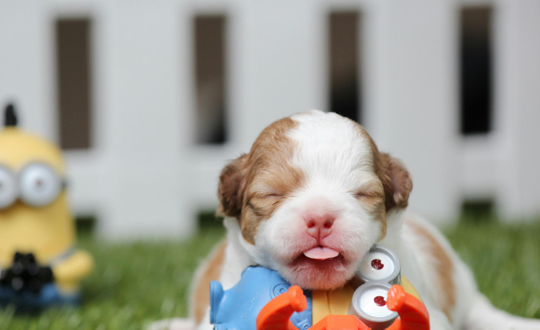 Los perros y los gatos se multiplican en Girona: cada día se registran 4 animales nuevos en el censo