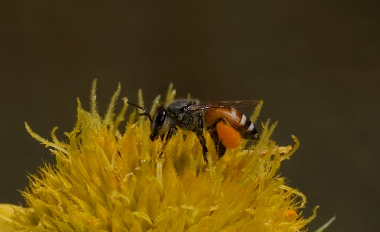 Alerta por la primera colonia de abejas enanas rojas en Europa detectada en Malta