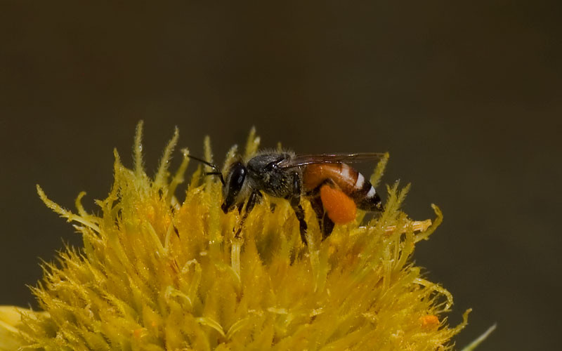 Drawf Honey Bee (India)